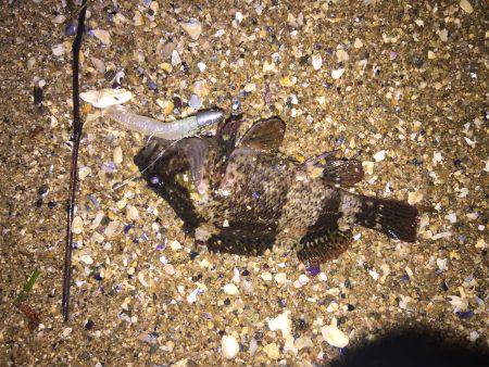 ゆる〜〜い潮にてセイゴ